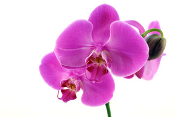 Naklejka na ściany i meble Kwiecista orchidea