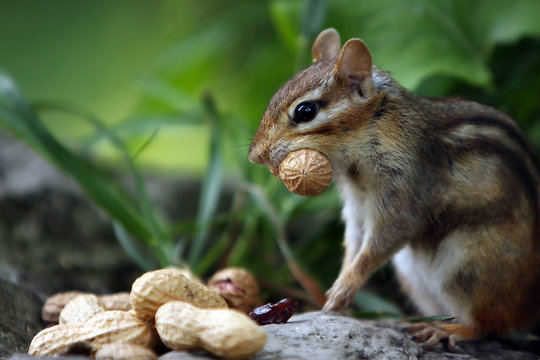 The Chipmunk & Peanut