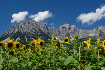 Wilder Kaiser in Tirol mit Sonnenblumen
