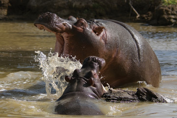Fototapeta na wymiar Gry hipopotamy