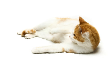 Red cat laying on a white background