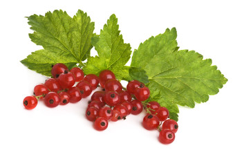 Brush of a red currant