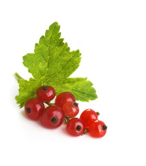 Brush of a red currant