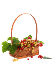 Fototapeta na wymiar Basket with berries of a currant