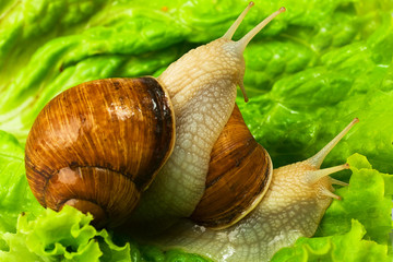 two snails on the green leaf