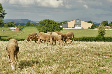 Obraz premium brebis