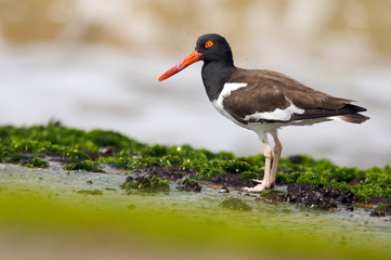 Sand piper bird on the beach side