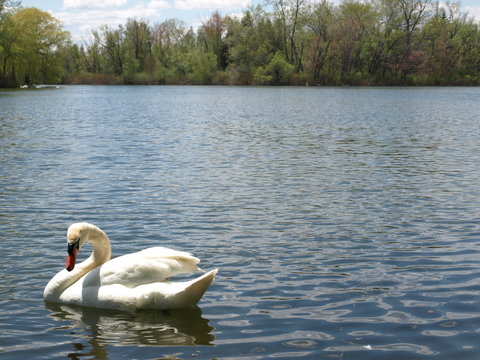 Swan in Water