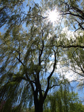 Willow Tree