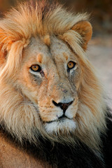 Big male African lion, Kalahari desert, South Africa