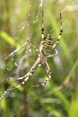 Argiope dans sa toile