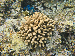Naklejka na ściany i meble Reef polyps fire coral