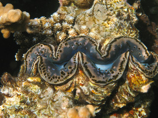 Reef coral  mollusk Tridacna maxima brown