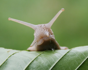 Schnecke