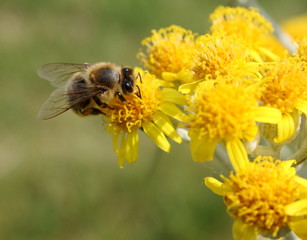 bee