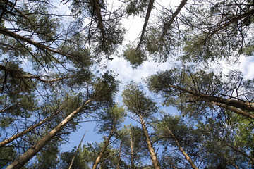 Tall pine trees on background a blue sky