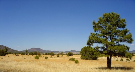 Obraz premium Desert Tree