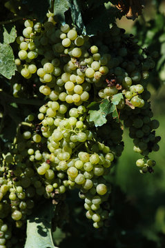 Vigneto a Soave - Veneto