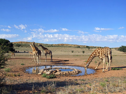 Giraffe drinking, Kalahari desert, South Africa