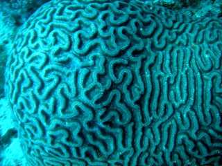 Coral