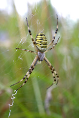 Argiope dans sa toile