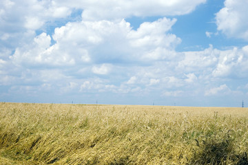 Wheaten field and the blue sky