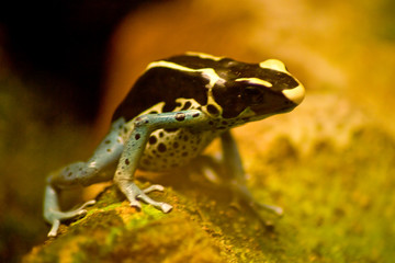 Pfeilgiftfrosch