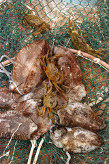 Seppie appena pescate con granchi