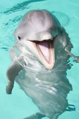 Gartenposter Delfin Tümmler