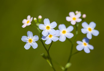 forget-me-not