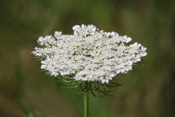 ombelliferes blanche