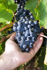 Manojo de uvas