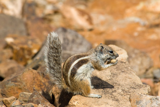 eating squirrel