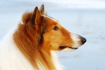 Collie dog portrait