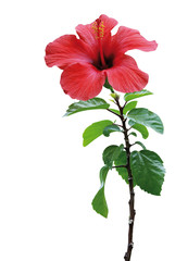 Hibiskus