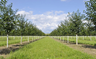 Kirschenplantage, Obstanbau