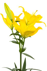 Fototapeta na wymiar Beautiful yellow lily