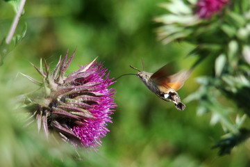 Sphinx colibri butinant un chardon