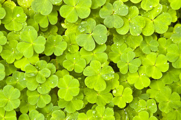 Green clover