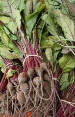 Freshly Picked Young Beets and Greens