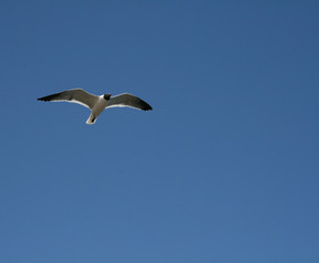 Soaring Tern