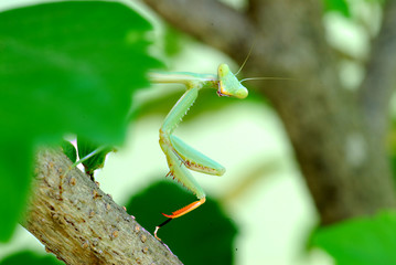Mantis