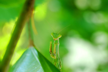 Mantis