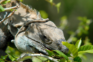 Iguana
