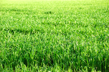 green grass