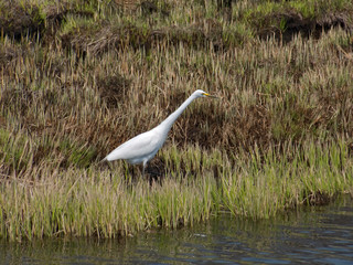 Great White Egret 5