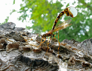 Ichneumon fly 1