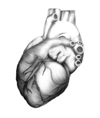 Cuore - Illustrazione anatomica