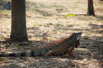 iguana colombiana