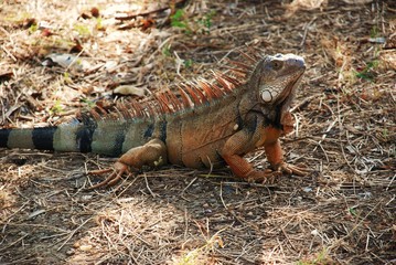 iguana